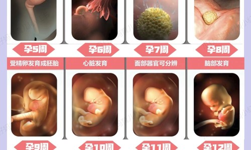 哺乳期怀孕网-分享哺乳期怀孕了做人流还可以哺乳吗，哺乳期怀孕几率大吗知识库